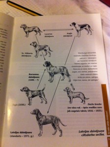 Latvijas dzinējsuņa ciltsdarba secība