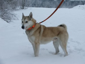 Rietumsibīrijas laika