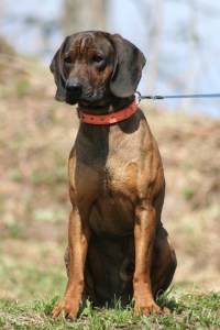 Bavārijas asinspēdu dzinējsuns