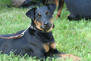 Vācu medību terjers