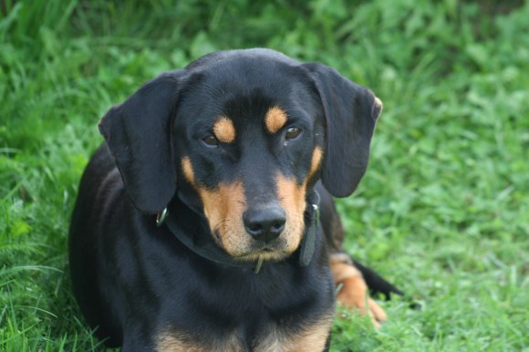 Foks - Latvijas dzinējsuns