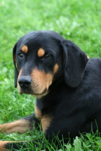 Latvijas dzinējsuns