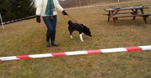 Krievu-Eiropas laikas kucīte Asja - izstādes čempiona titula saņēmēja. Īpašnieks E.Priede.