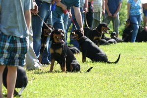 48.Vislatvijas medību suņu izstādē piedalījās liels Latvijas dzinējsuņu skaits.