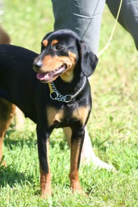 Latvijas dzinējsunim raksturīgais smalkais eksterjers