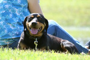 Daudziem Latvijas dzinējsuņiem zudis šķirnei tik raksturīgais smalkums.