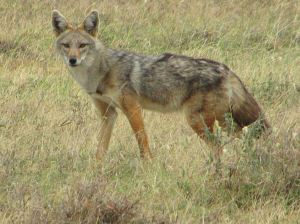 Golden_Jackal,_Serengeti