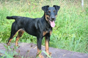 Greta, pazuda medībās Mālpils rajonā. Mareks: 29131220