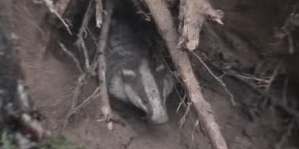 Screen Shot 2015-07-28 at 11.35.05